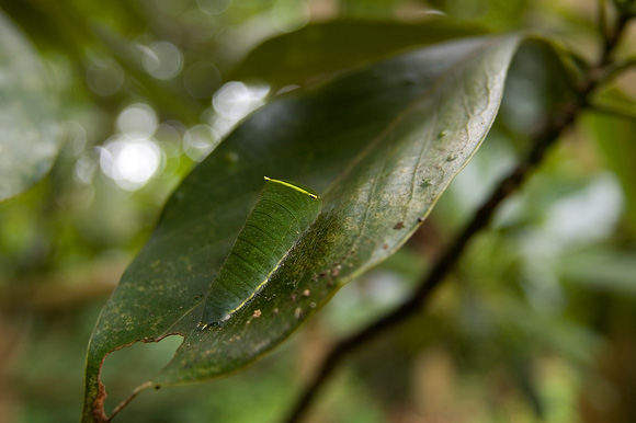 アオスジアゲハ 幼虫