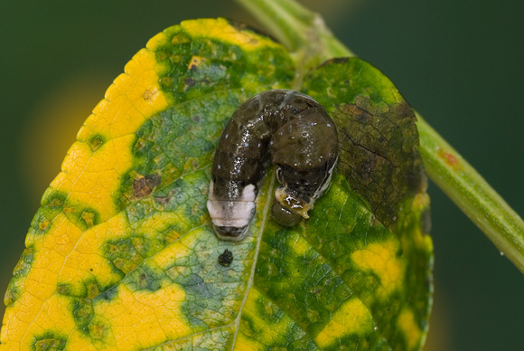 オナガアゲハ 幼虫